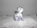 Kleine Katze Franklin Mint in weiss-blau 3