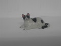 Miniatur dicke weiss schwarze Katze liegend