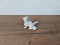 Setzkasten - Weisse Katze sitzend mit Balle