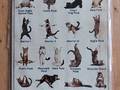 Blechschild Katzen Cat Yoga