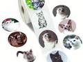 500 Stück Katzen-Porträts Aufkleber
