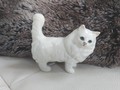 Weisse Katze Beswick mit langen Haaren
