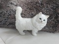 Weisse Katze Beswick mit langen Haaren 