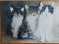 Kunst Postkarte Katzen Dédé Moser Pim Pum Pam al Pien di Geisc