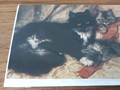 Klappkarte Katze mit 3 Kätzchen The Cats'Nap