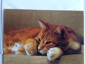 Klappkarte träumende, rotbraune Katze