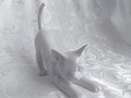 Weisse Katze spielend