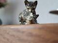 Miniatur getigerte Katze mit Kätzchen