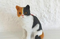Kleine dreifarbige Katze