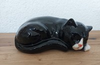 Schwarze Katze mit weissen Pfoten und Nase