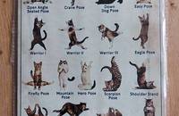 Blechschild Katzen Cat Yoga