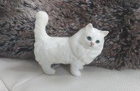 Weisse Katze Beswick mit langen Haaren 