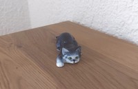 Kleine Katze vintage auf dem Bauch lauernd 37