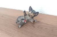 Katze Royal mit Marienkäfer
