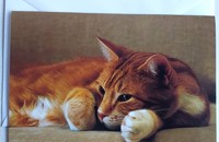 Klappkarte träumende, rotbraune Katze