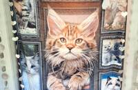 Kuschelige, weiche Flanelldecke mit wunderschönen Katzen 