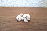 Kleine Katze weiss mit braun auf Rücken liegend