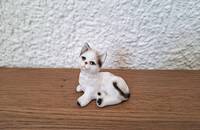 Kleine Katze weiss mir schwarz, liegend