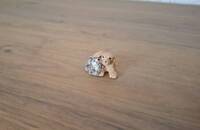 Miniatur Cocker Hund mit Katze