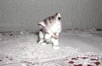 Kleine Katze bei der Morgenwäsche 2