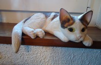 Liegende Katze als Kantenhocker