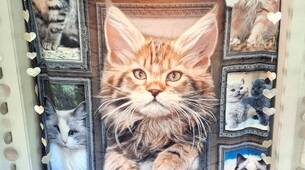 Couverture douce et légère en peluche avec magnifiques chats 