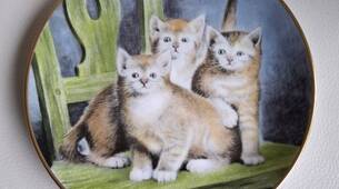 Sammelteller Kaiser Jungkatzen 3